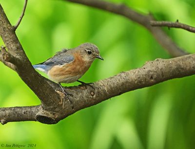 Eastern Bluebird