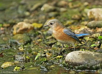 Eastern Bluebird