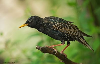 European Starling