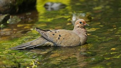 Mourning Dove