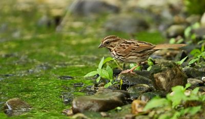 Song Sparrow