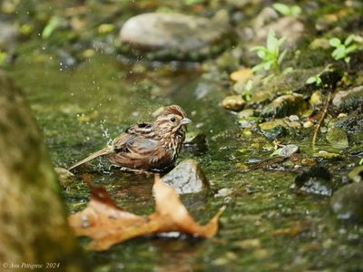 Song Sparrow