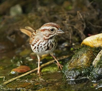 Song Sparrow
