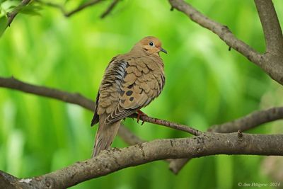Mourning Dove