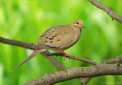 Mourning Dove