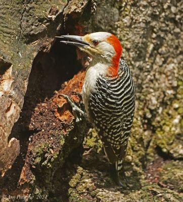 Red-bellied Woodpecker - female