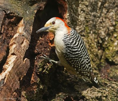 Red-bellied Woodpecker - female