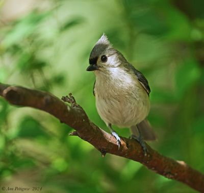 Tufted Timouse