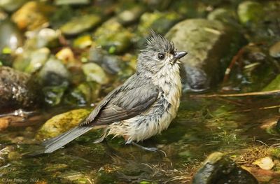 Tufted Timouse