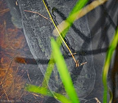 Northern Snakehead