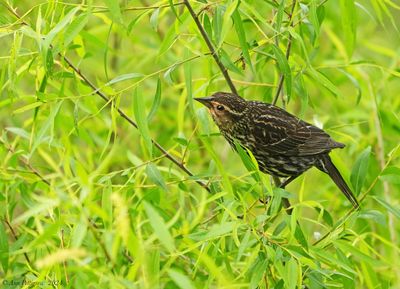 Red-winged Blackbird - female