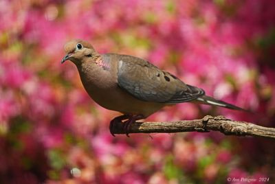 Mourning Dove