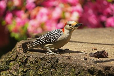 Red-bellied Woodpecker - female