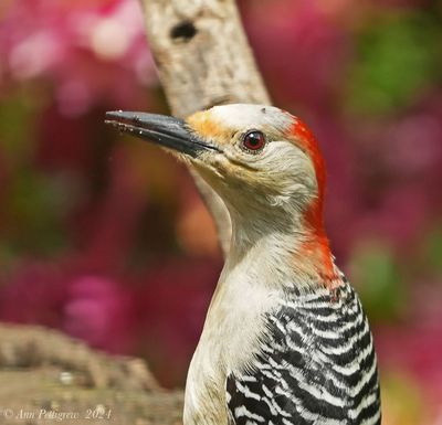 Red-bellied Woodpecker - female