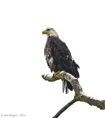Bald Eagle