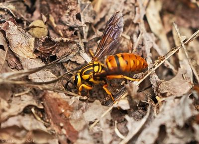 Southern Yellowjacket