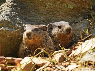 Groundhog