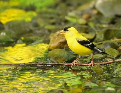 American Goldfinch