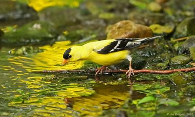 American Goldfinch