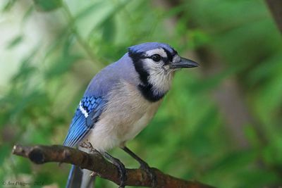 Blue Jay