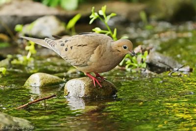 Mourning Dove