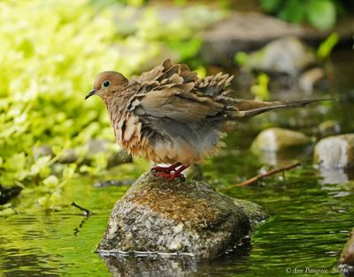 Mourning Dove