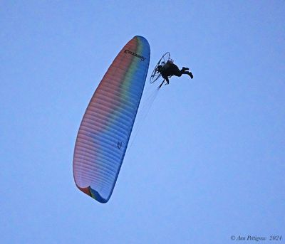 Paraglider