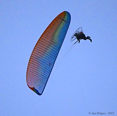 Paraglider