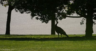 Wild Turkey
