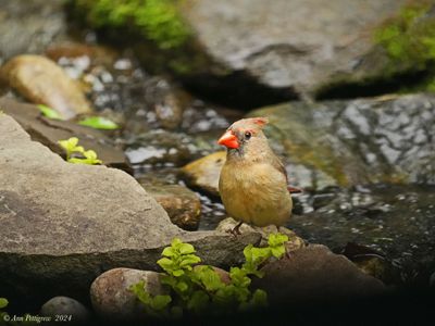 Northern Cardinal - female