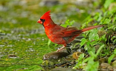 Northern Cardinal - male