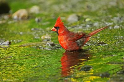 Northern Cardinal - male