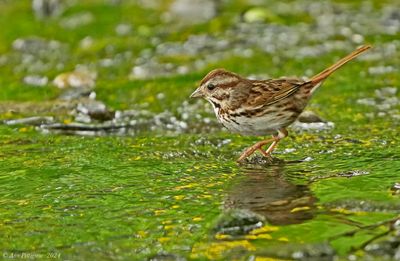 Song Sparrow