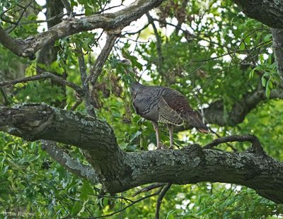 Wild Turkey