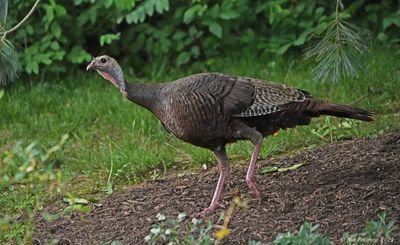 Wild Turkey