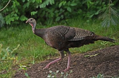 Wild Turkey