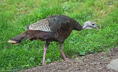 Wild Turkey