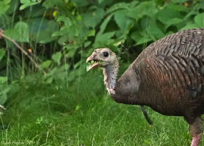 Wild Turkey