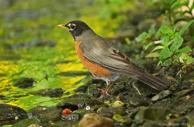 American Robin