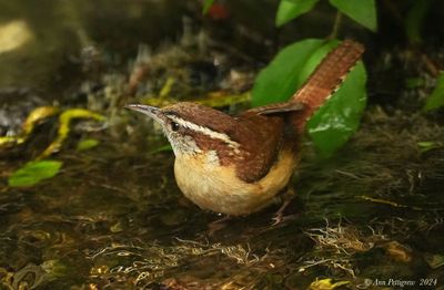 Carolina Wren