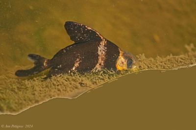 Chinese High-fin Banded Shark