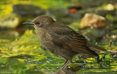 European Starling