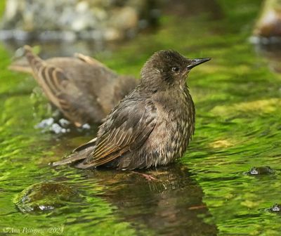 European Starling