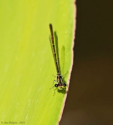 Fragile Forktail