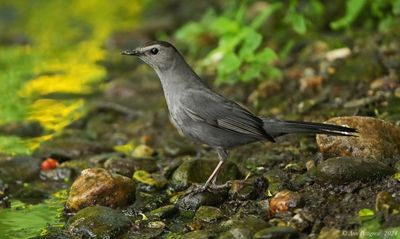 Gray Catbird