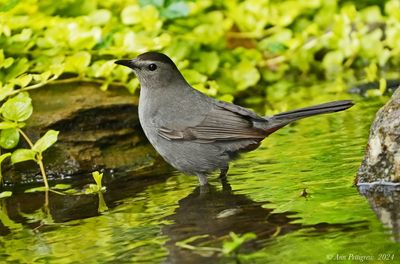 Gray Catbird