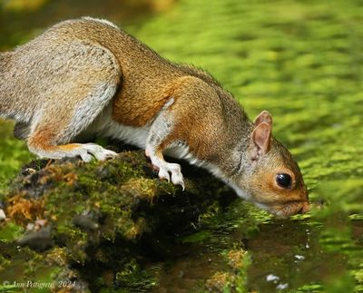 Gray Squirrel