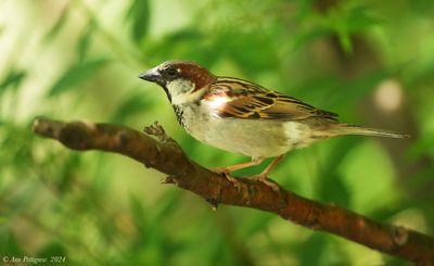 House Sparrow