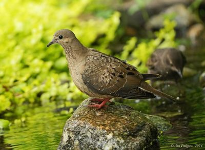 Mourning Dove