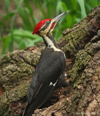 Pileated Woodpecker